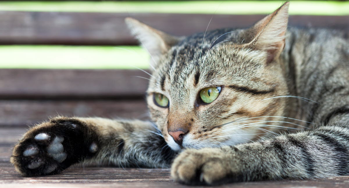 Skydda katten från värmeslag Agria Djurförsäkring