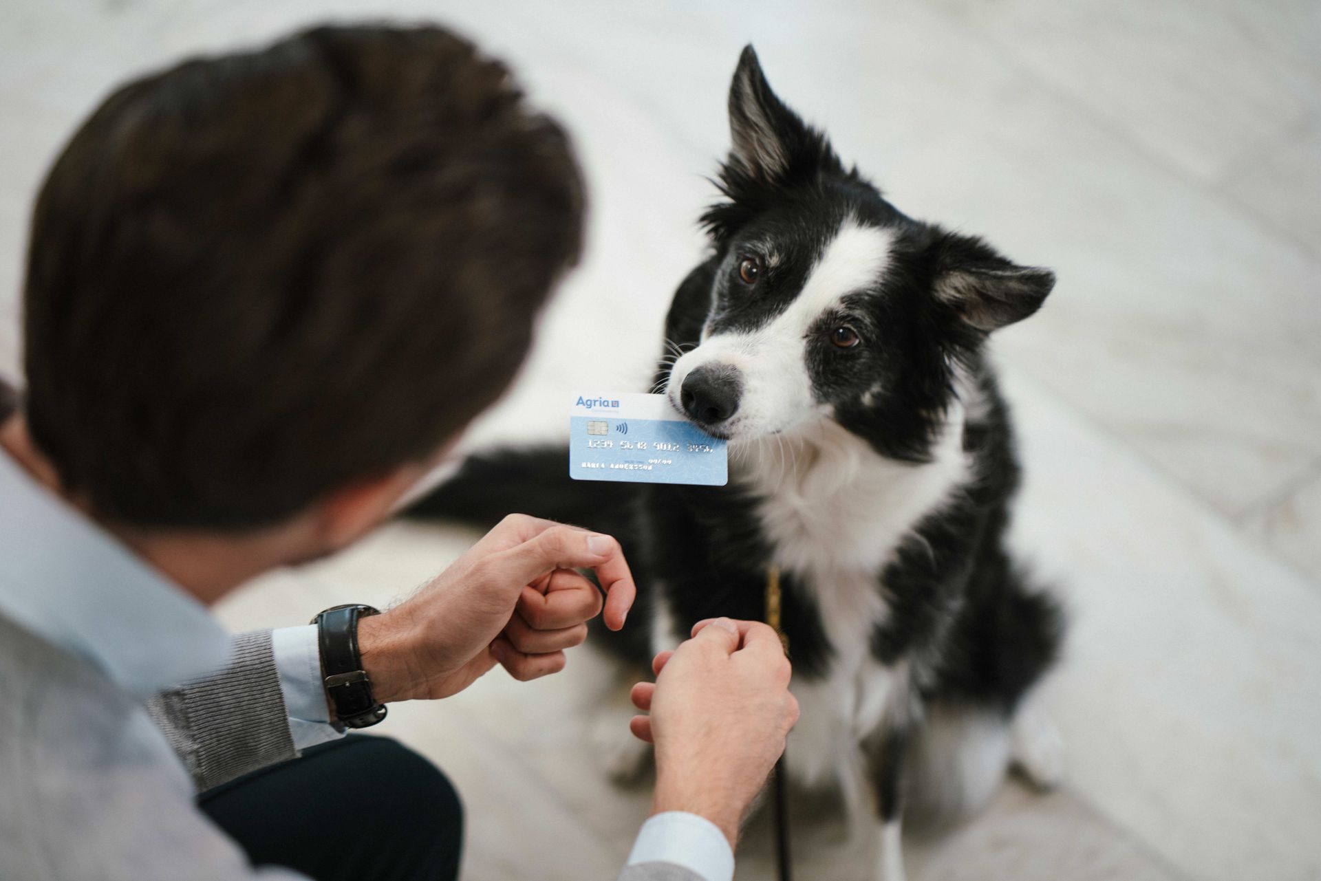 Border collie håller Agriakortet i munnen framför husse