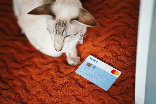 Katt ligger bredvid Agriakortet