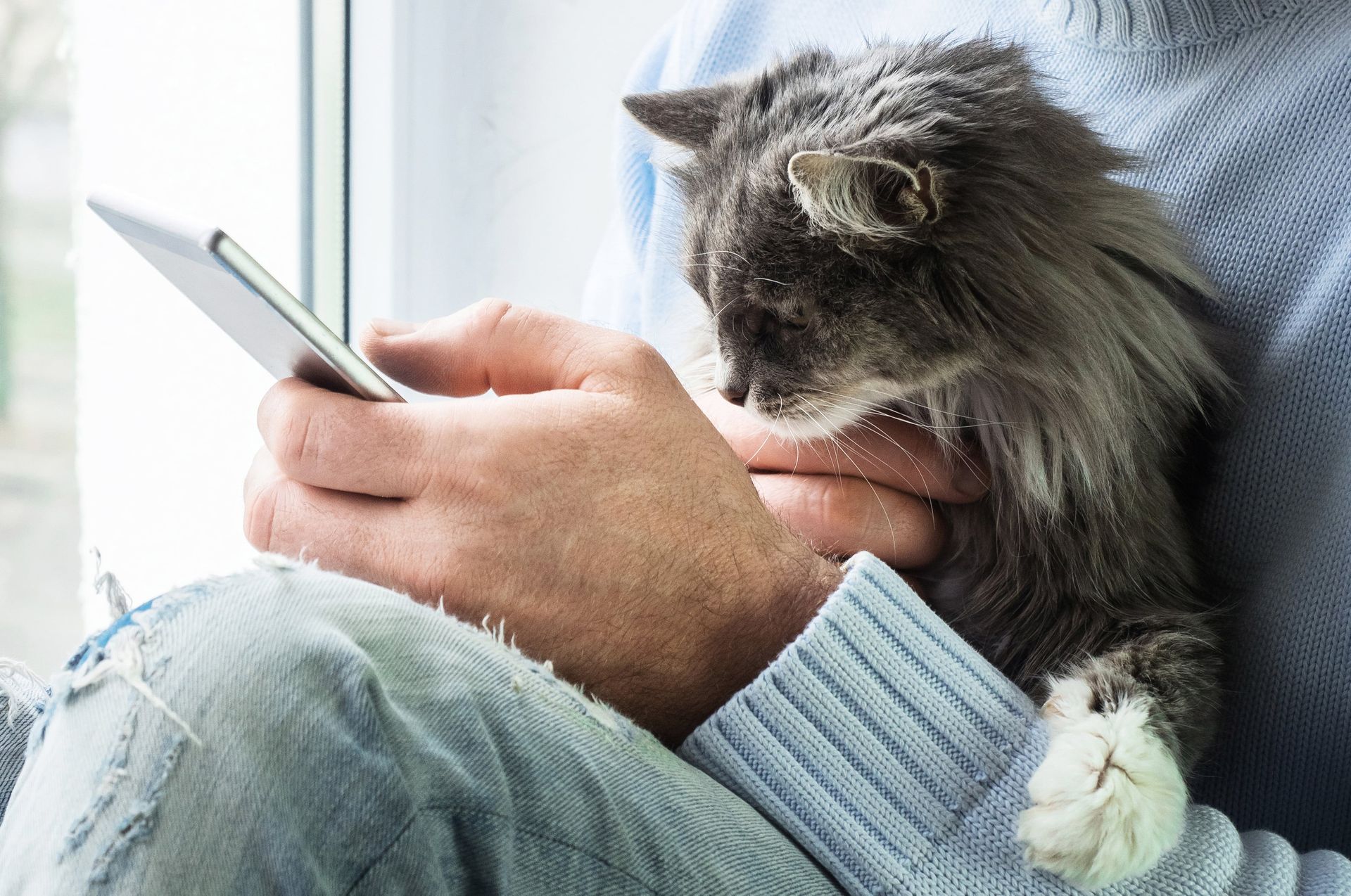 Man tittar på telefonen med en katt i knät