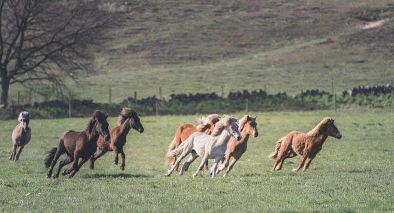 Islandshästar springer i hage