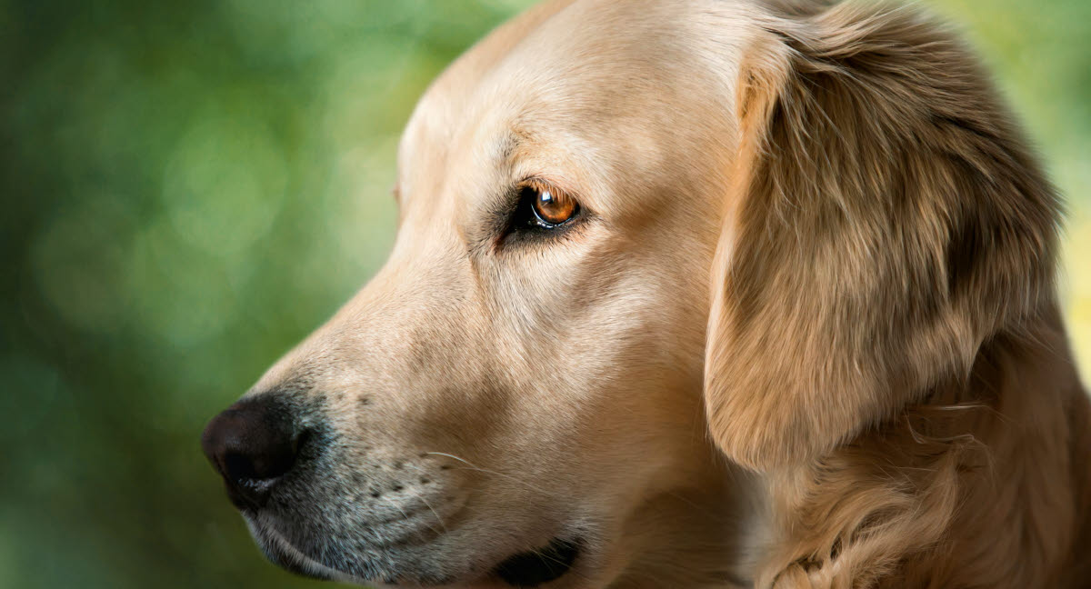 Hundens öron - Agria Djurförsäkring
