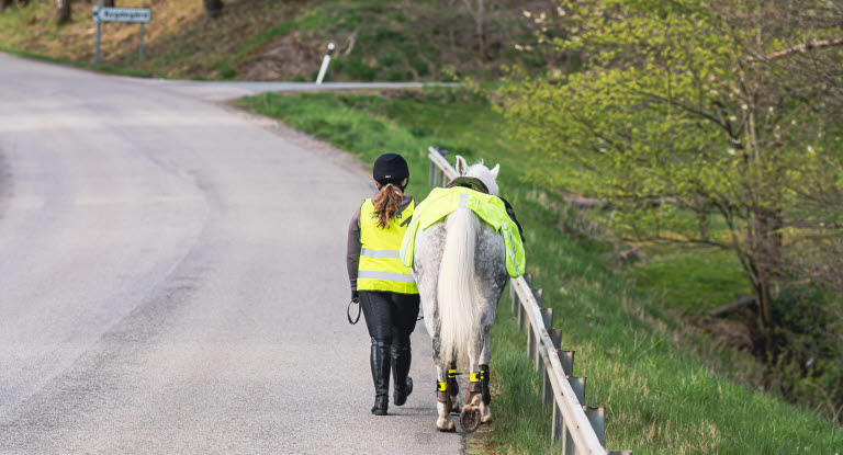 Kvinna leder sin häst på höger sida av trafikerad väg.