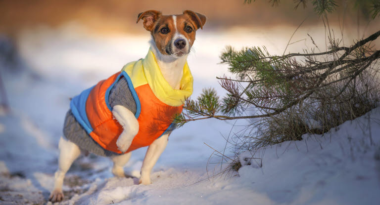 Se upp för köldkramp och förfysningsskador på din hund