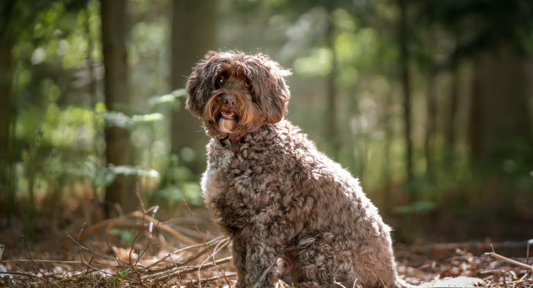 Cockerpoo ute på skogspromenad.