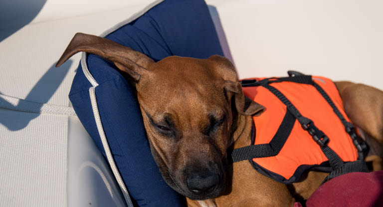 Hund sover på båt med flytväst på.