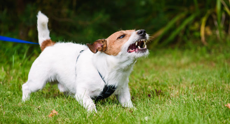 Reaktiv hund som skäller