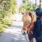 Kvinna kramar sin islandshäst.