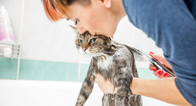 Pälsen avgör om katten ska badas