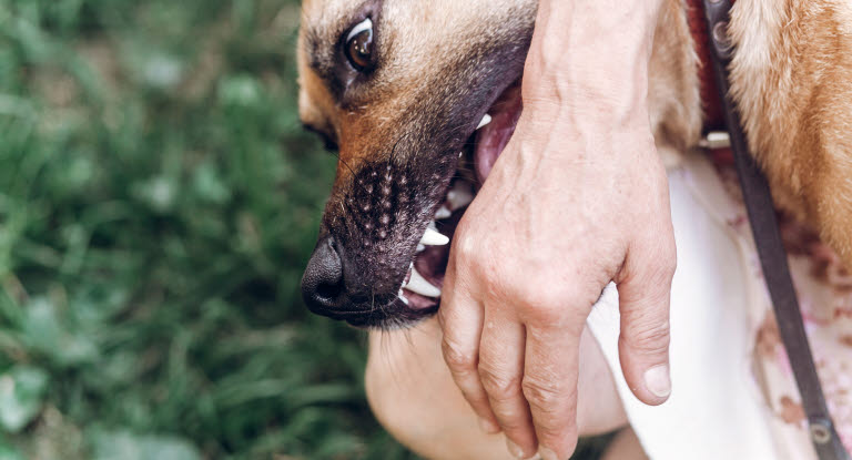 Hund som biter i handen.