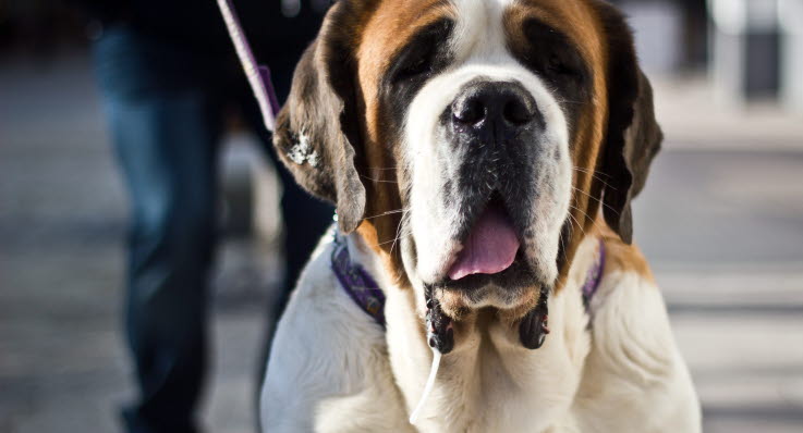 Cherry eye en ögonsjukdom på hund Agria Djurförsäkring