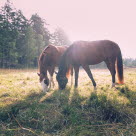Två hästar betar bredvid varandra i gräshage.