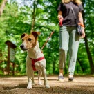 Koppelträna din hund så den inte drar i kopplet