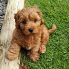 Cavapoo valp.