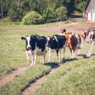 Kor på led på väg ut i hagen.