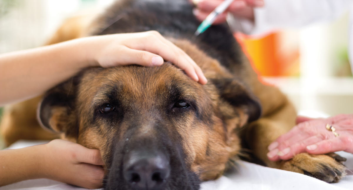 Mot vad ska du vaccinera hunden? Djurförsäkring