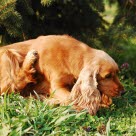 Att hunden kliar sig mer än vanligt är ett vanligt symtom på loppor hos hund