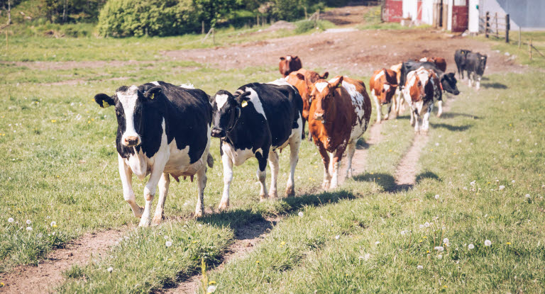 Kor på led på väg ut i hagen.
