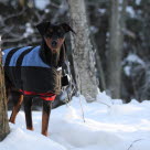 Korthåriga hundar kan vara i större behov av kläder i kyla och regn