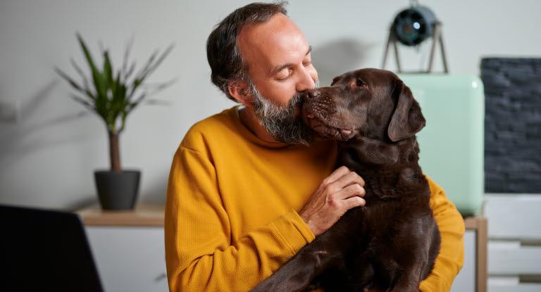 Labrador retriever är en av Sveriges vanligaste hundraser.