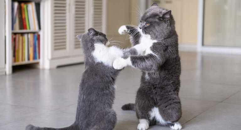 Konflikter och bråk är inte ovanligt mellan katter