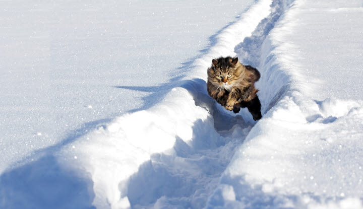 Norsk skogkatt hoppar i snön