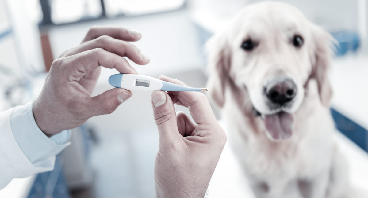 Godkendelse kompliceret derefter Feber på hund - Agria Djurförsäkring