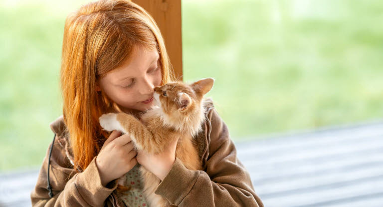 Katten - populäraste sällskapsdjuret i Sverige