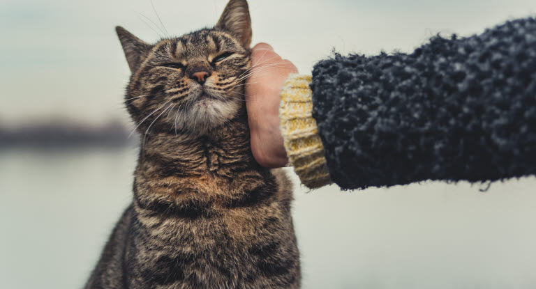 För katter är det livsviktigt med en djurförsäkring