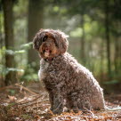 Cockerpoo ute på skogspromenad.