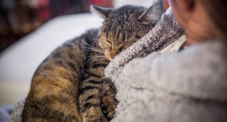 Olika katter har olika toleransnivåer för kel. Det är därför mycket viktigt att lära sig vad just din katt tycker om och hur länge den vill bli klappad för att kunna och sluta i tid. 