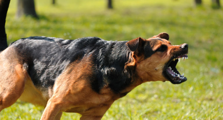 Aggressiv hund som skäller och reser ragg