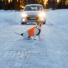 Reflexer räddar hundliv