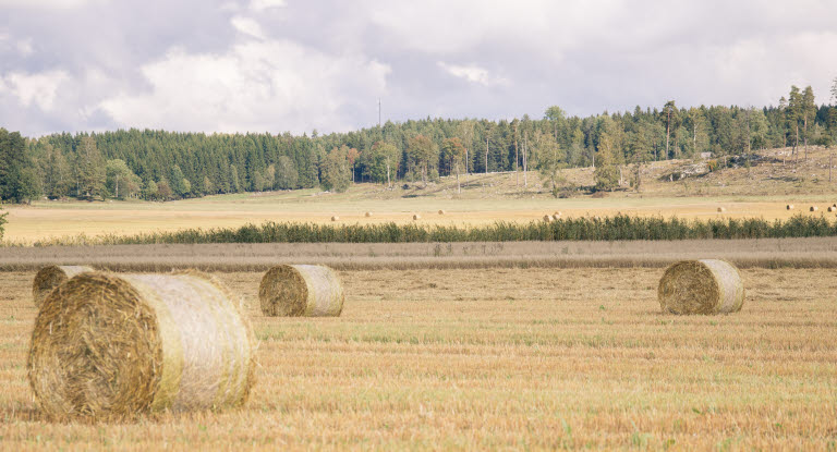 Storbalar på åker där det har skördats halm.