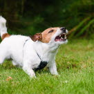 Reaktiv hund som skäller