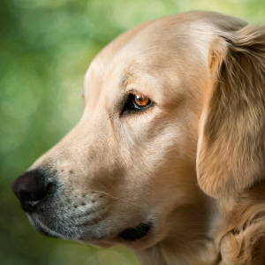 Bästa djurförsäkring hund