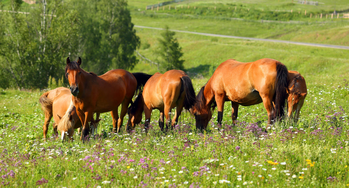 Sommar med häst tips och råd Agria Djurförsäkring