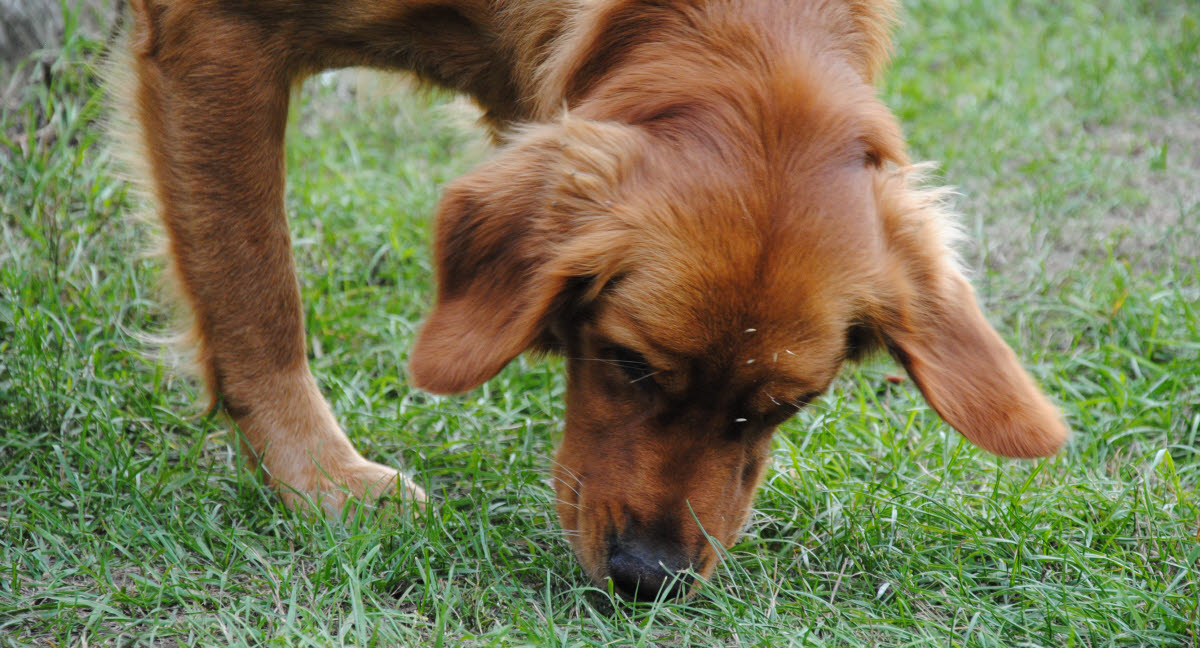 Varför äter hundar gräs? Agria Djurförsäkring