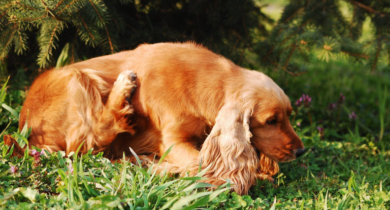 Att hunden kliar sig mer än vanligt är ett vanligt symtom på loppor hos hund