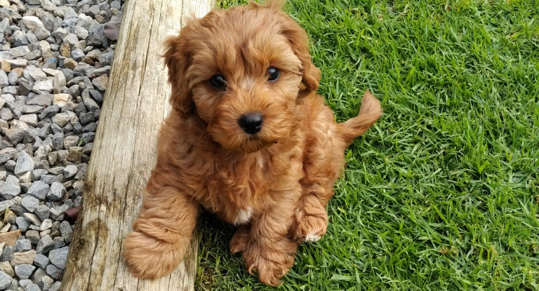 Cavapoo valp.