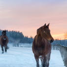 Två hästar i vinterhage med snö.